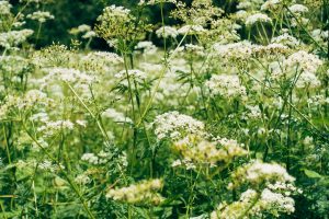 medicinal-survival-wild-plants-herbs