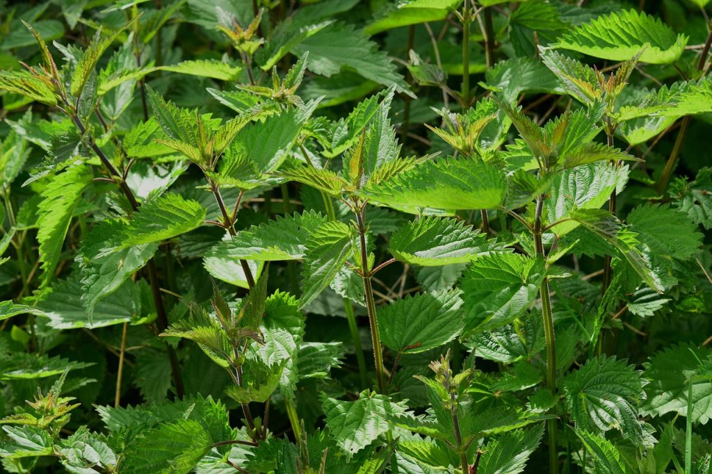 medicinal-wild-plants-herbs