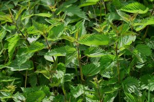 medicinal-wild-plants-herbs